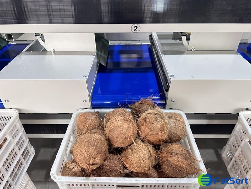 temporada de coco.jpg temporada de coco.jpg